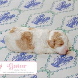 Gator - Parti female Goldendoodle puppy in Inman, South Carolina from Dark Corner Doodles