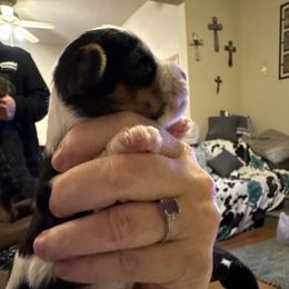 Moo traditional parti - Parti female Yorkshire Terrier puppy in Lamar, Missouri from Carney Kennels