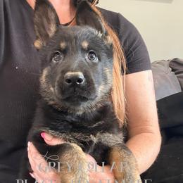 Grey collar - Black and tan female German Shepherd puppy in Canterbury, Connecticut from Nachtwaechter German Shepherds, LLC