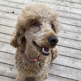 Scarlett - Poodle