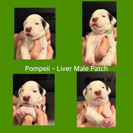 Pompeii - White and liver brown male Dalmatian puppy in Lakewood, Colorado from Hapi-Dal Dalmatians and Primetime Whippets