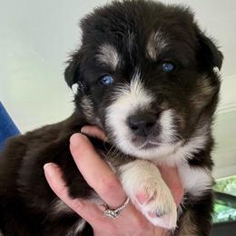Ace - Agouti and white male Siberian Husky puppy in Walker, Louisiana from TRUHUSKY SIBERIANS