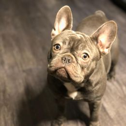 Aspen - French Bulldog