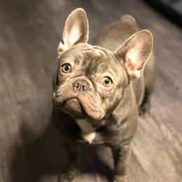 Aspen - French Bulldog