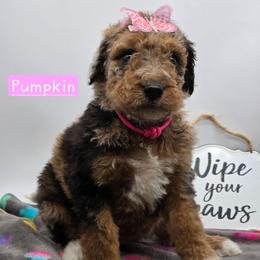 Pumpkin - Merle female Bernedoodle puppy in Neillsville, Wisconsin from Granton Creek