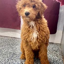 Tulip - Goldendoodle