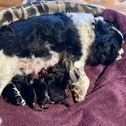 Cavalier King Charles Spaniel puppies from Abbey Road Cavaliers