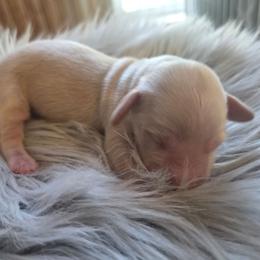 Boris - Cream male Dachshund puppy in Grant, Michigan from Low Down Dashchuand
