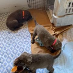 Chesapeake Bay Retriever Puppies from KBar Chesapeakes