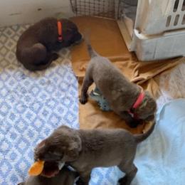 Chesapeake Bay Retriever Puppies from KBar Chesapeakes