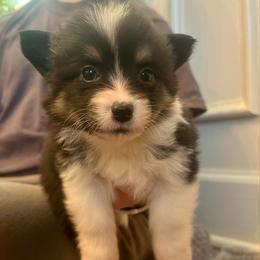 Purple collar Girl Merry - Black and tan female Pembroke Welsh Corgi puppy in Paris, Kentucky from Flat Run Corgis
