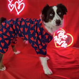 Miniature Australian Shepherd puppies from All That Auss Mini Aussies