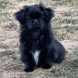 Rose - Black Tibetan Spaniel puppy in Sterling Heights, Michigan from Sterling Tibbies