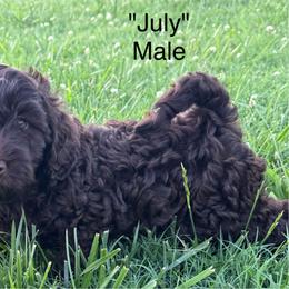 July - Chocolate male Goldendoodle puppy in Afton, Oklahoma from C5 Doodles
