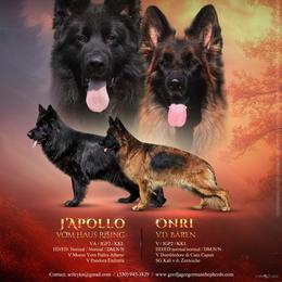 German Shepherd puppies from Zwinger Vom Greifjäger