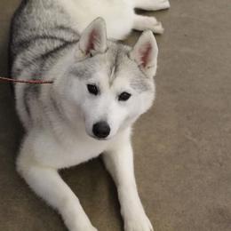 Mercy - Gray and white female Siberian Husky puppy in Wisconsin from Liberty Siberians