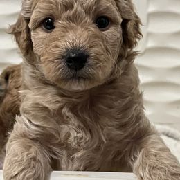 Maltipoo Puppies from Sheryls Puppies