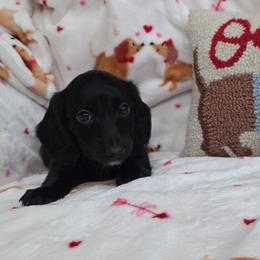 Blackie - Black male Dachshund puppy in West Plains, Missouri from Spring Creek Dachshunds