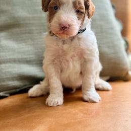 Snickerdoodle - Brown and white male Bernedoodle puppy in Fort Wayne, Indiana from Crimson Curl Doodles