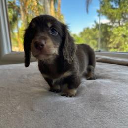 Levi - Chocolate and cream male Dachshund puppy in San Diego, California from Enchantables