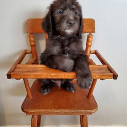 Dilute Retriever and Labradoodle Puppies from Von Bussler Labradoodles & Retrievers