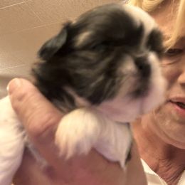 Shih Tzu Puppies from Meadow Lane Pups