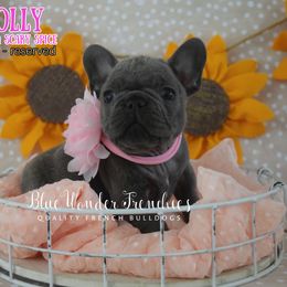 Scary Spice - Blue female French Bulldog puppy in Loxahatchee, Florida from Blue Wonder Frenchies
