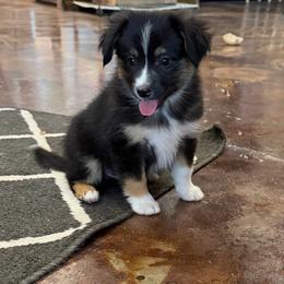 Roast - Black tri male Miniature Australian Shepherd puppy in Licking, Missouri from Burnett Aussies