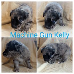 Boy 4 - Blue merle Australian Shepherd puppy in Sanger, California from A&M Australian Shepherds