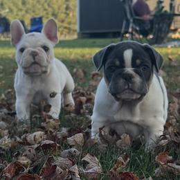 Laverne - Tricolors female French Bulldog puppy in Indiana from Pine Valley Frenchies