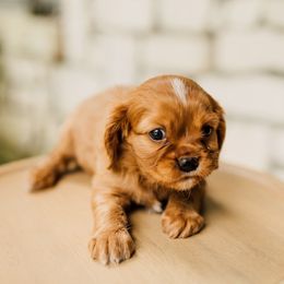 Cavalier King Charles Spaniel Puppies from Cavi Cutie Collective