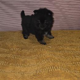 Daisy - Black and tan female Pomeranian puppy in Angleton, Texas from Pomeranian Palace, LLC