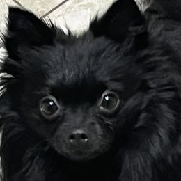 Pomeranians from Furry poms