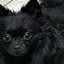 Pomeranians from Furry poms
