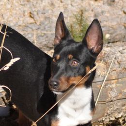 Jessie - Rat Terrier