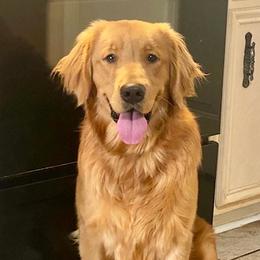 Roadie - Golden Retriever
