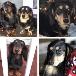 Dachshunds from Mountain Farm Dachshunds
