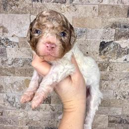 Chickadee - Merle female Bernedoodle puppy in Midland, Michigan from Northern Charm Farm