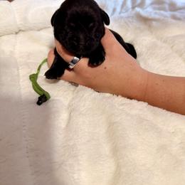 Light green - Black male Labrador Retriever puppy in At Henry, Ohio from Hickory Creek Labs