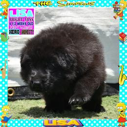 LISA -- BRIGHT GIRL - Black female German Shepherd puppy in Murrieta, California from Diamond Oaks German Shepherds