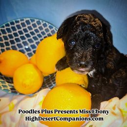 Aussiedoodle, Poodle, and Toy Australian Shepherd Puppies from High Desert Companions