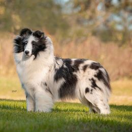 Andi - Shetland Sheepdog