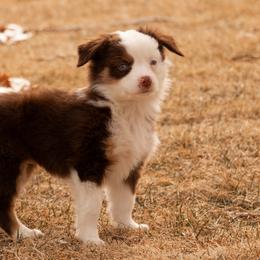 Miniature American Shepherd and Miniature Australian Shepherd Puppies from Bellewynd Acres