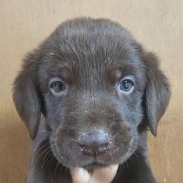 6th Available - Chocolate male Labrador Retriever puppy in Eugene, Oregon from Humphrey Retrievers