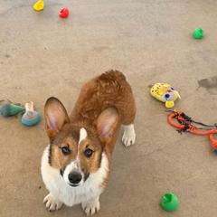 Boy 9 - Sable male Pembroke Welsh Corgi puppy in Surprise, Arizona from Ruff and Rowdy Corgis