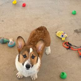 Boy 9 - Sable male Pembroke Welsh Corgi puppy in Surprise, Arizona from Ruff and Rowdy Corgis