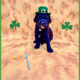 Jett - Brown male Bernedoodle puppy in Lake City, Florida from 224 Doodles and Poodles
