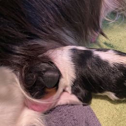 Boy 1 - Cavalier King Charles Spaniel puppy in Otsego, Minnesota from Heartland Cavaliers
