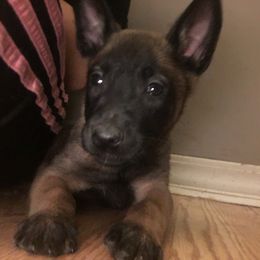 Belgian Malinois, German Shepherd, and Labrador Retriever Puppies from Barbihaus Kennels