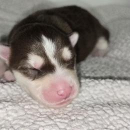 Freedom - Red and white female Siberian Husky puppy in Kansas City, Missouri from Anuun's Huskies